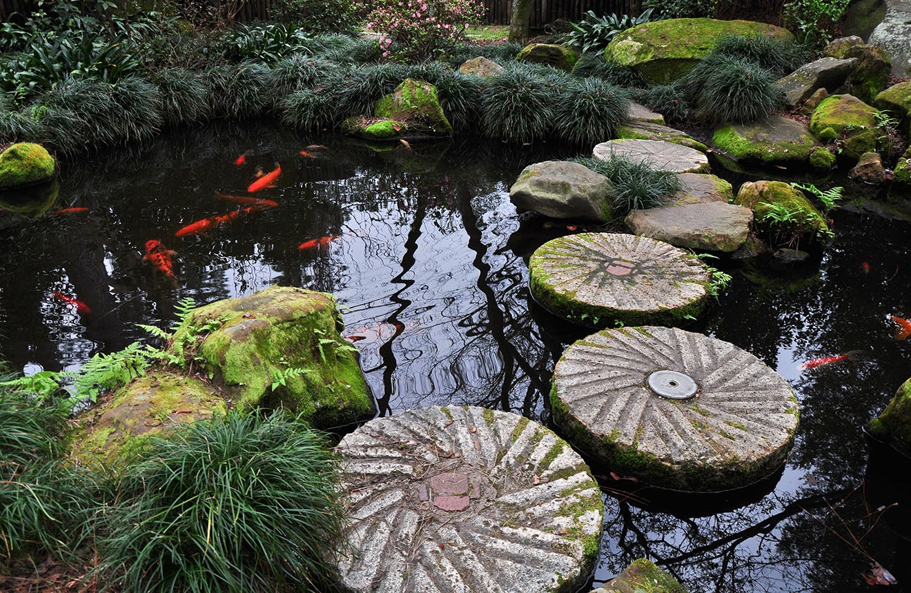 Koi Pond and Stepping Stones at the Massee Lane Gardens