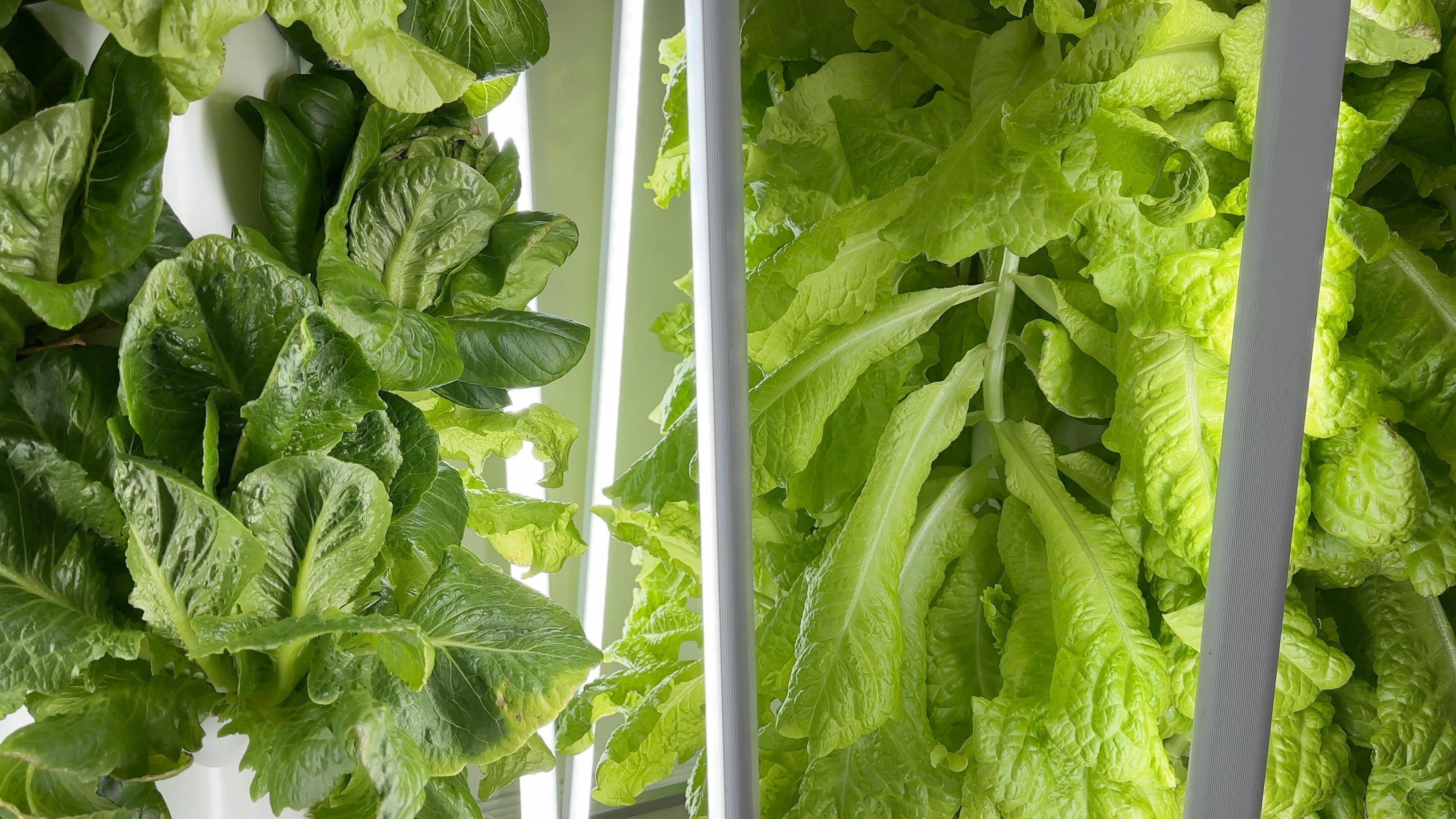 Jake Harvey Mossy Creek Middle hydroponics lab