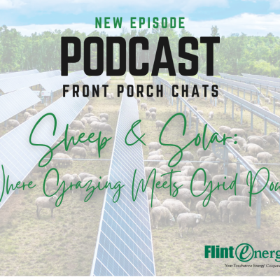 Sheep and Solar: Where Grazing Meets Grid Power